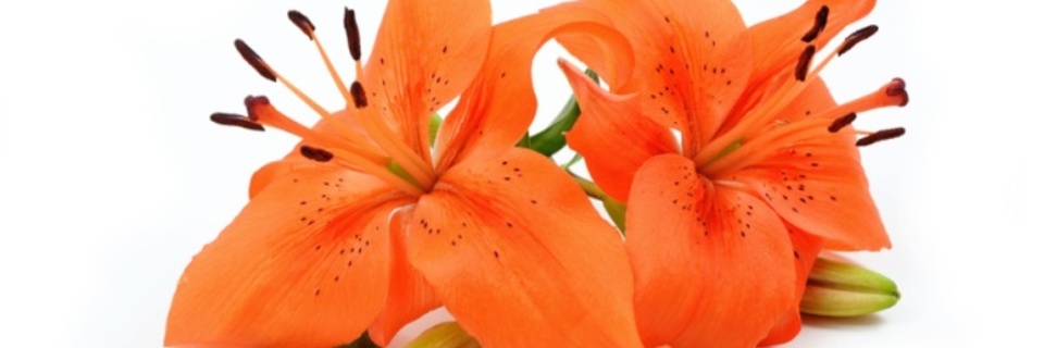 Le lys : tout savoir sur cette fleur symbolique