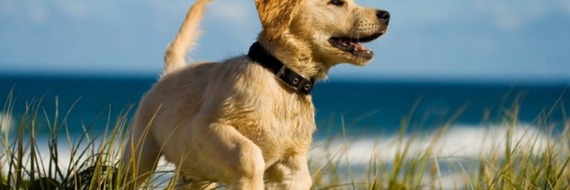 Le 6e sens des animaux