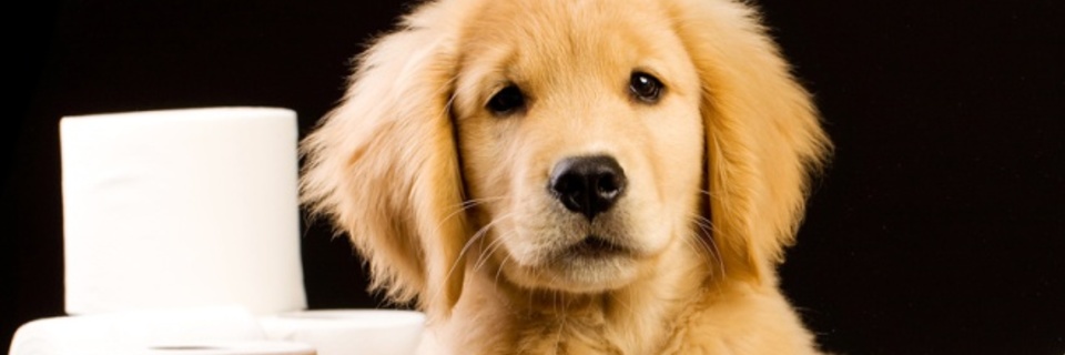 Conseils pour rendre son chiot propre