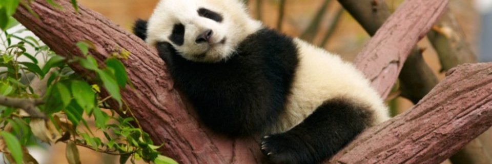 Les mystères du sommeil animal enfin dévoilés !