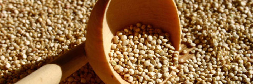 Le quinoa cultivé en Val de Loire