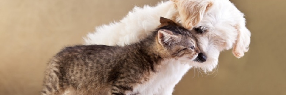 Mon animal perd ses poils, que faire ?