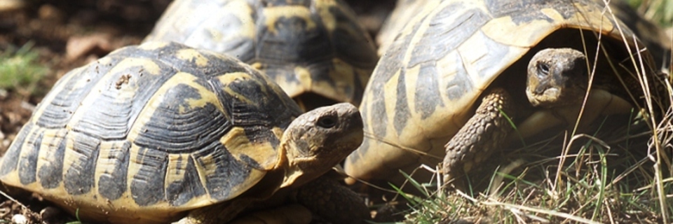 Entrez dans l’univers des tortues !