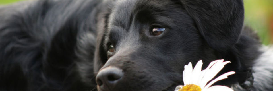 Ce que pense mon chien