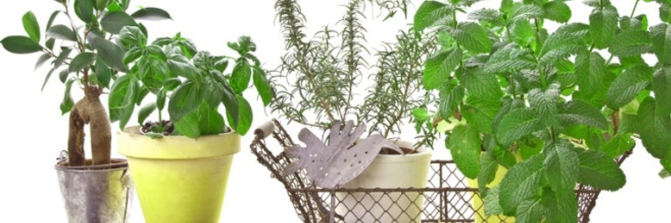 10 légumes à faire pousser sur votre balcon