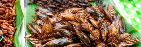 Les insectes débarquent dans votre assiette… Prêt(e) à essayer ?