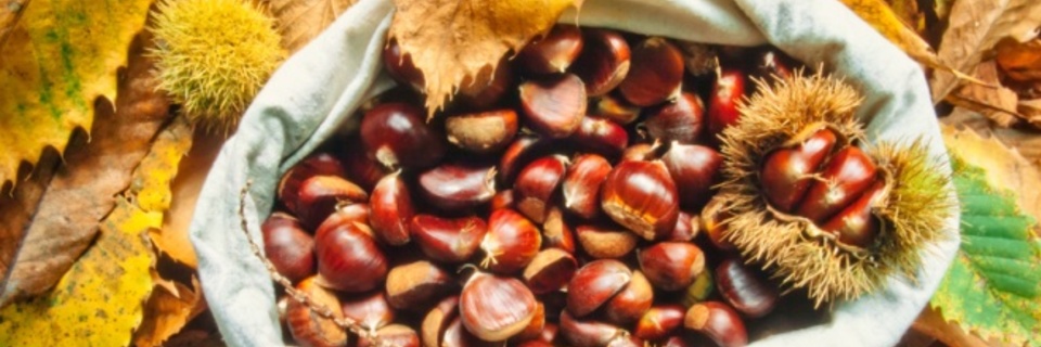 Jardinage d'octobre : en attendant l'hiver...