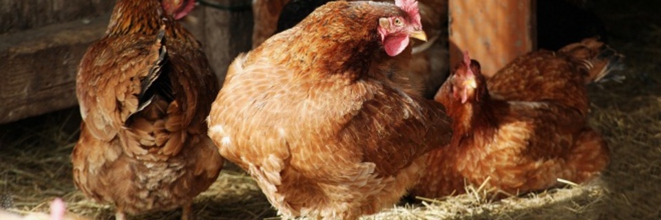 Conseils pour installer un poulailler dans votre jardin