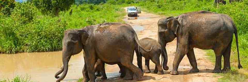 Le safari : voyage grandeur nature en terre fauve...