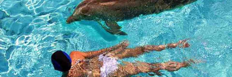 Nager avec des dauphins : un rêve plus qu’abordable !