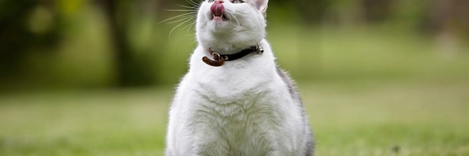 Obésité du chat : trop bien nourrir n’est pas soigner