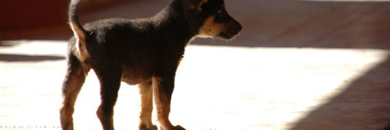 J’ai adopté un chien