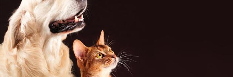 Devenez secouriste...pour animaux !