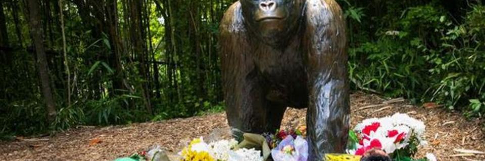 Gorille tué dans un zoo : l'affaire dégénère