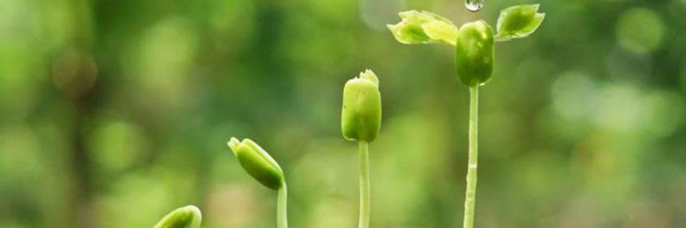 3 engrais naturels à fabriquer soi-même !