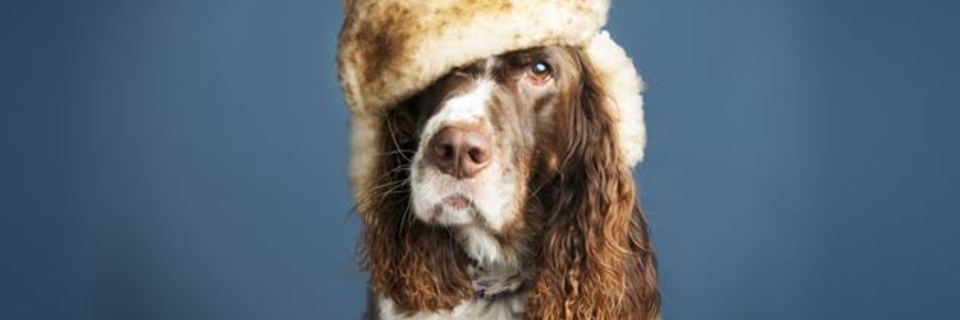 Animaux : aidez-les à affronter l'hiver!