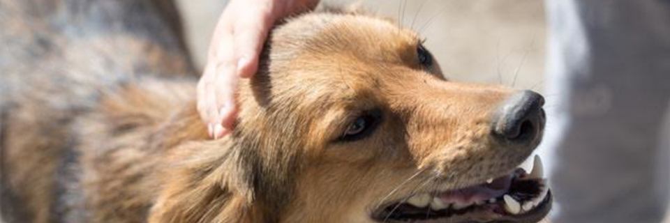 J'ai trouvé un animal errant, que faire ?