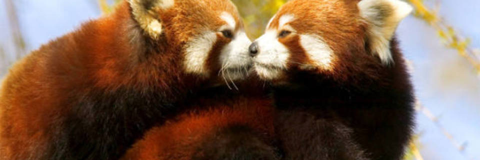 J’ai testé une visite de Thoiry avec mes petits-enfants