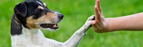 J’ai testé pour vous&nbsp;: le club d’éducation canine