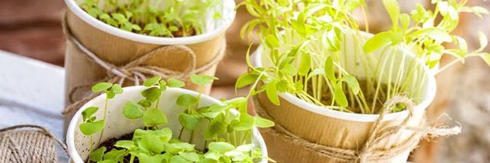 Des kits pour recréer un jardin chez soi