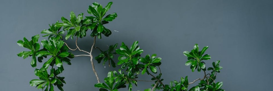 Des jardinières à faire soi-même !