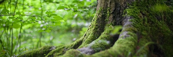 La maladie du renard détectée en France 