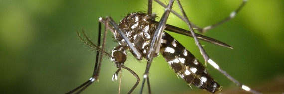 Moustique tigre : l'alerte est lancée !