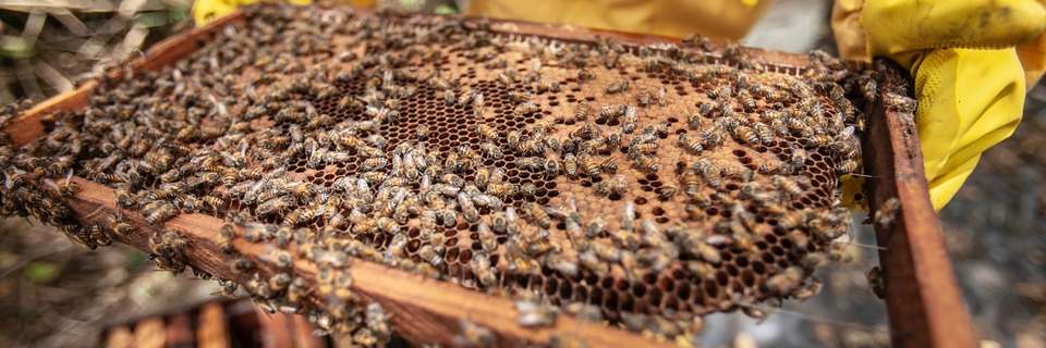 Faites le plein d'énergie avec la gelée royale !