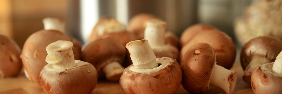 Partez à la cueillette des champignons !