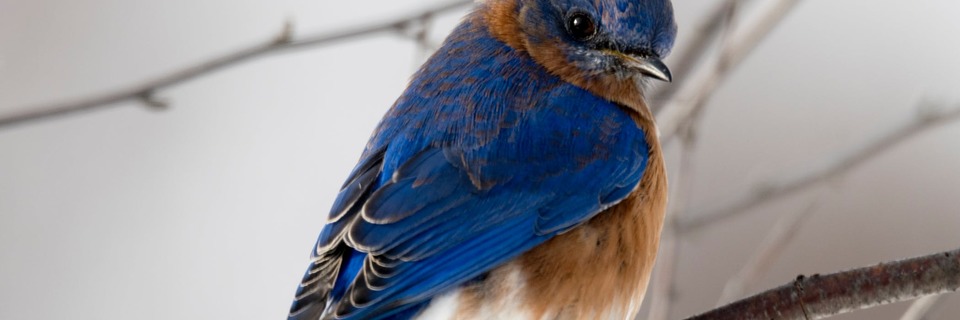 Comment nourrir les oiseaux en Hiver ?