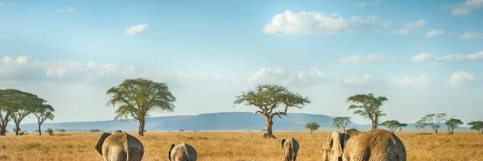 Tanzanie : découvrez la nature en safari