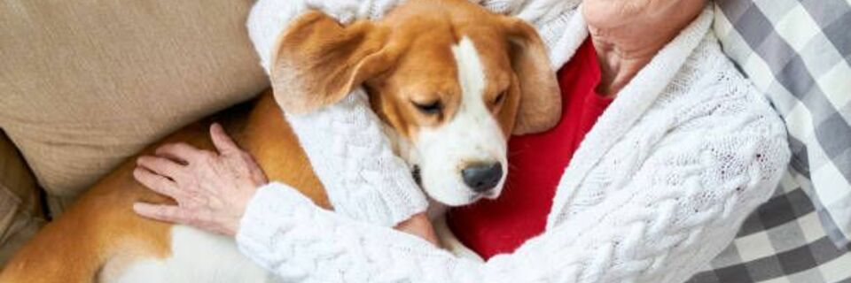 Comment nourrir un chien âgé ?