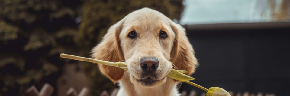 Comment prendre soin de son chien en appartement&nbsp;?