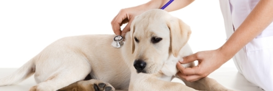 Animal de compagnie : un budget à prévoir au quotidien