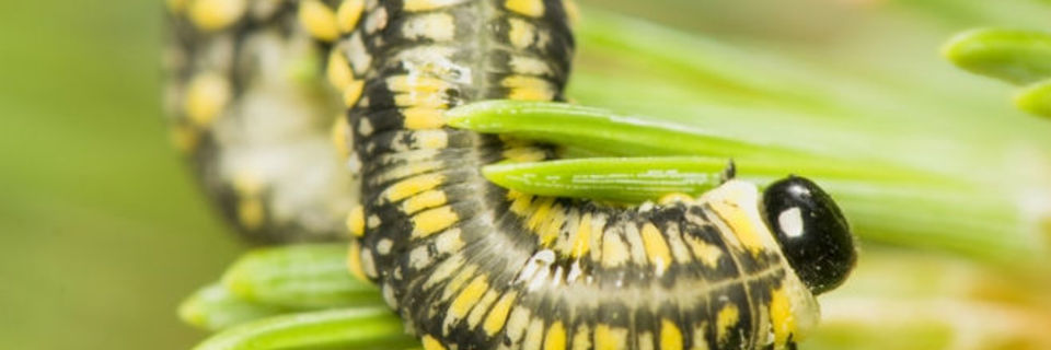 Chasser, éloigner les bêtes indésirables de vos plantations