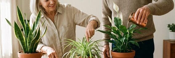 Plantes d'intérieur : 3 variétés faciles pour purifier l'air à la rentrée