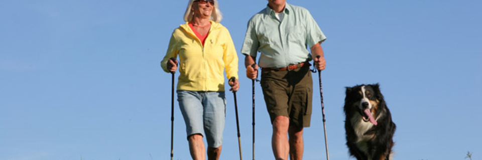 Vacances : les hébergements qui acceptent les animaux 