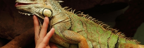 Qui sont les NAC (Nouveaux animaux de compagnie) ?