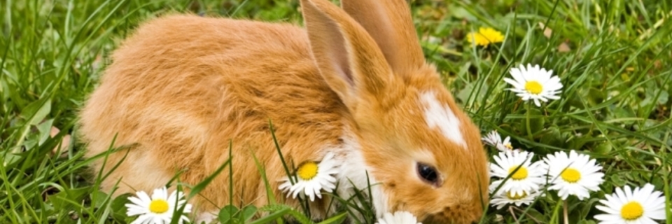 Adopter un lapin nain