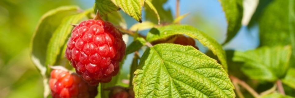 Jardinage d'avril : la nature renaît