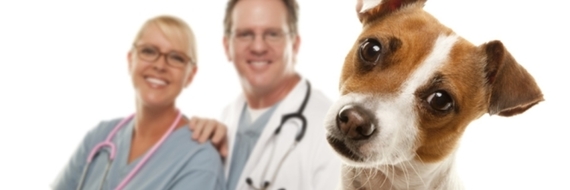 La stérilisation du chien et de la chienne