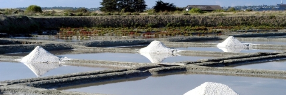 Les marais salants : terres carrelées de Guérande