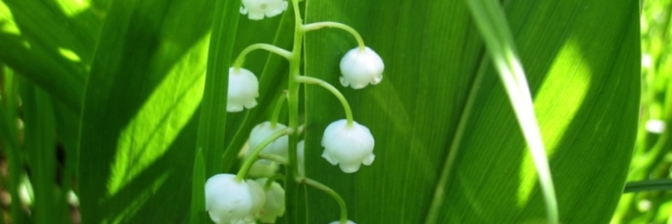Jardinage de mai : c'est reparti !