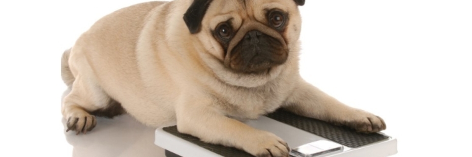 Que faire si votre chien souffre d’obésité ?