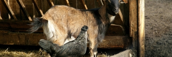 Adopter un animal de la ferme