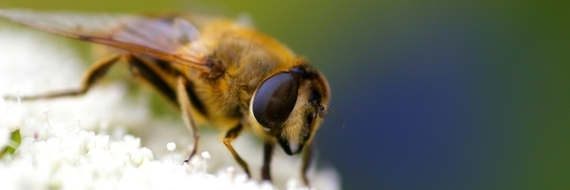 Vos piqûres d’été se soignent naturellement