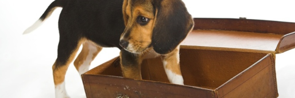 Partir en vacances avec son chien : les formalités