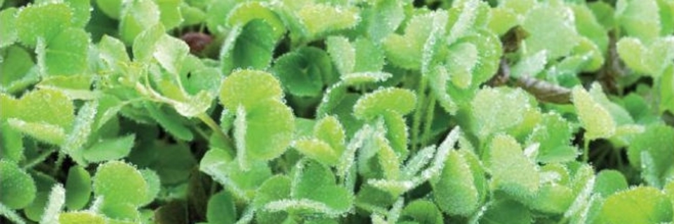 Indispensables engrais verts