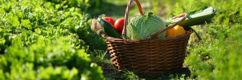 Septembre : la rentrée du jardinier