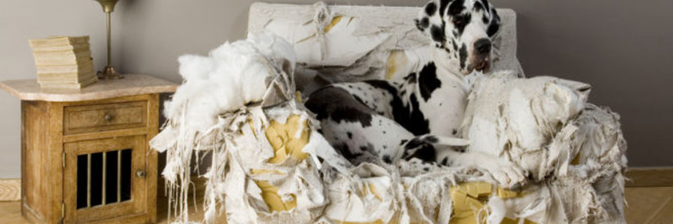 Quand mon chien commet des incartades